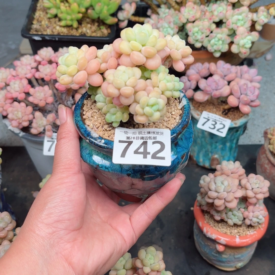 洛可可无盆土发货