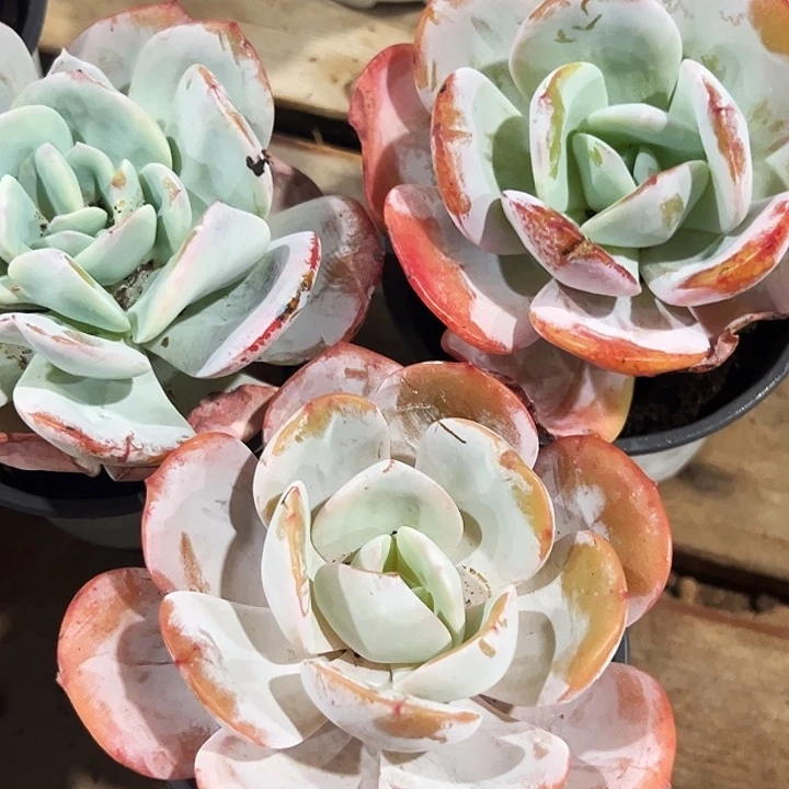 三盆            奶茶