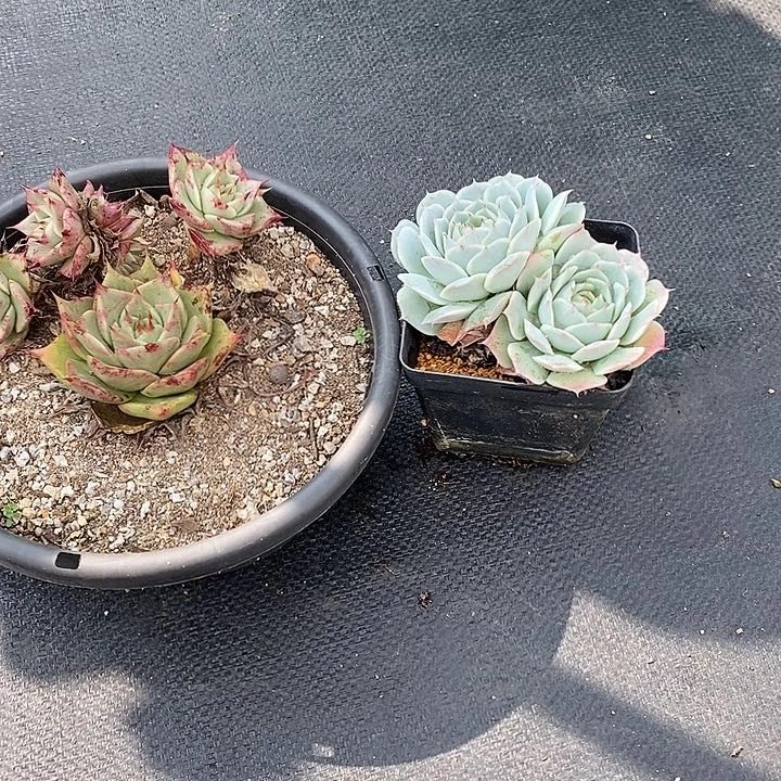 l**a514多肉植物老桩