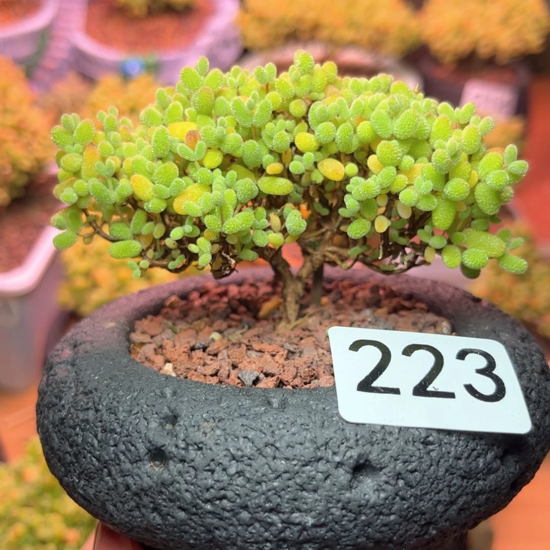 223金橘可爱多肉植物