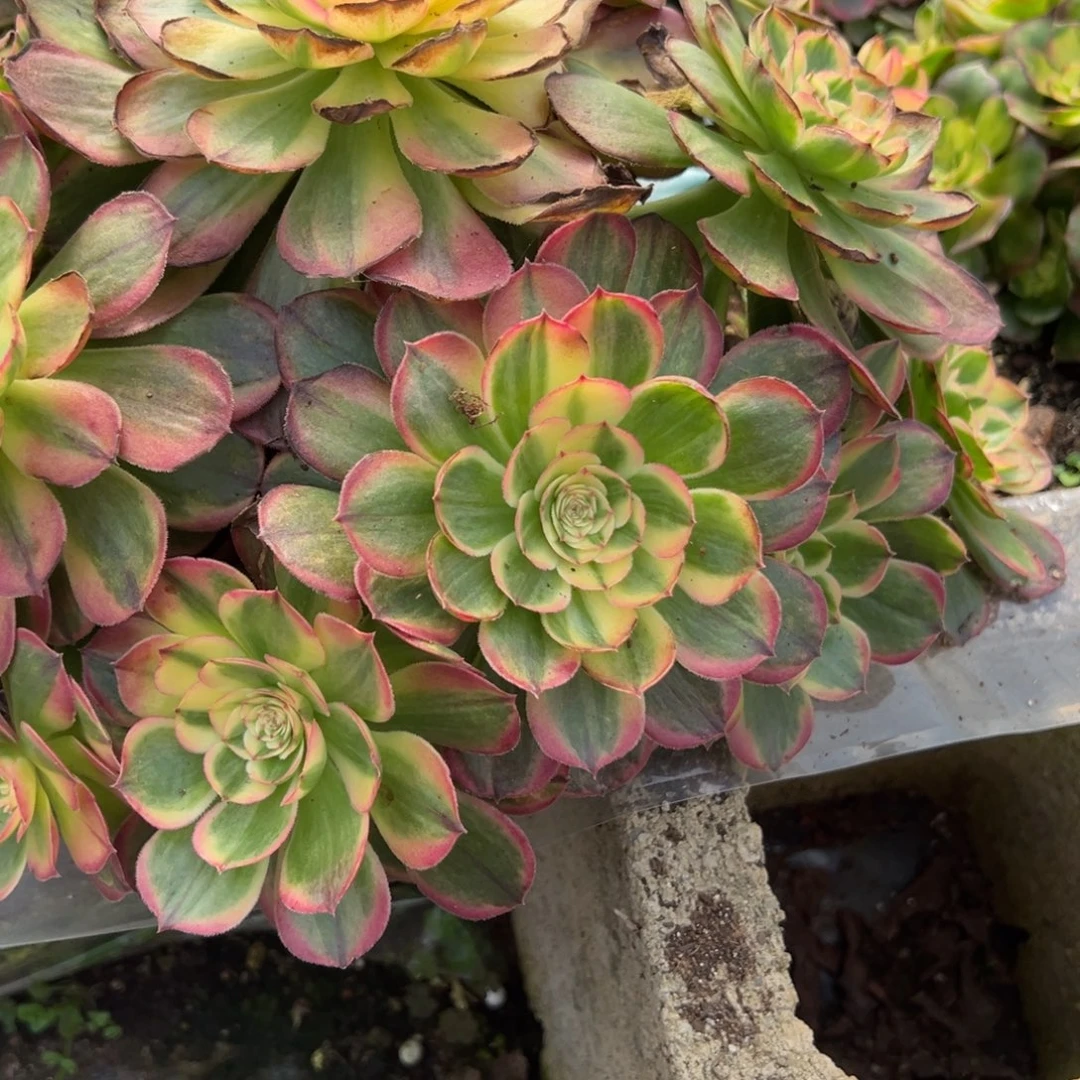 晋***红527粉海神多肉多肉多肉