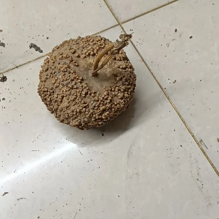 王****作疙瘩葫芦满天星疙瘩葫芦满天星