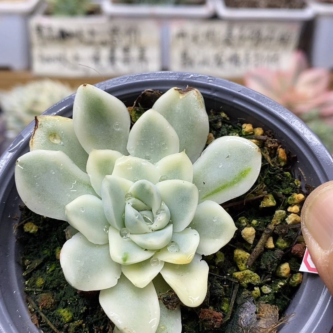 09100 雪鸢覆轮锦