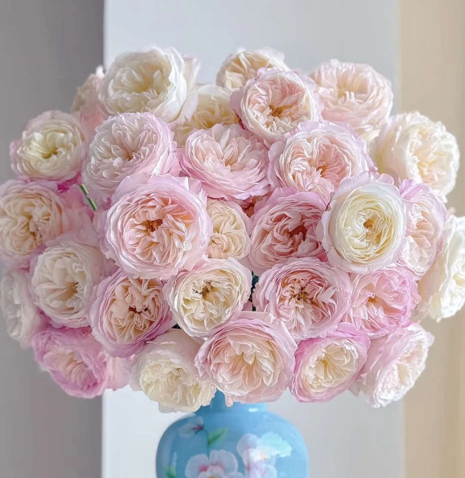 凯拉 粉色大花浓香四季开花阳台庭院植物好养盆栽地栽苗