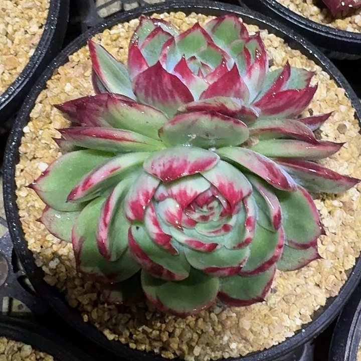 惊鸿仙子多肉植物