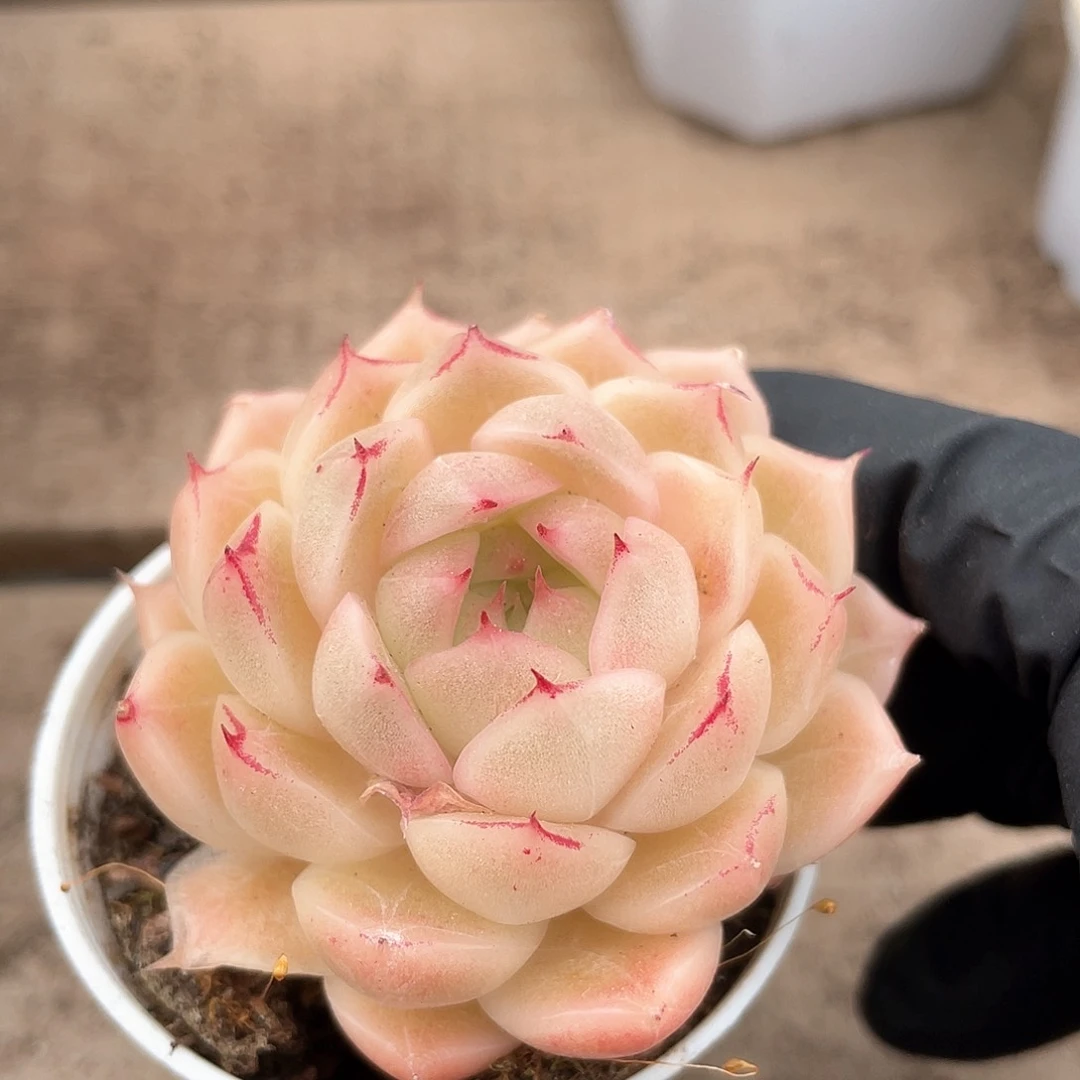 优选麦秆福利9166