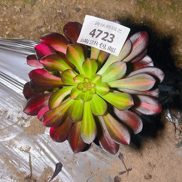 4723花蝴蝶多肉植物