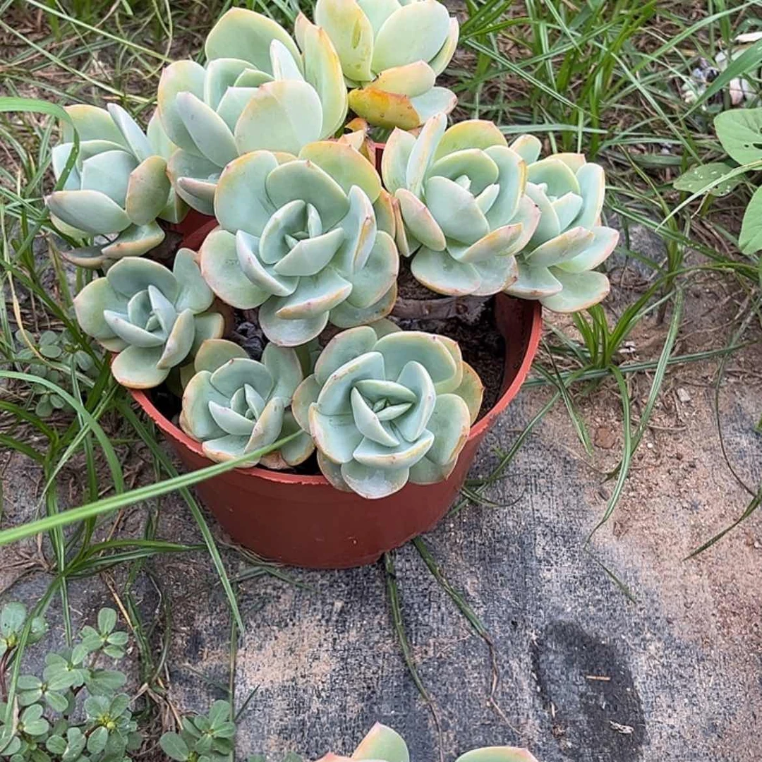 【闪购商品】无花朵明**风