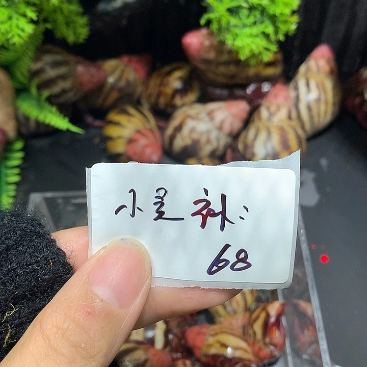 瑕疵补68小吴专拍