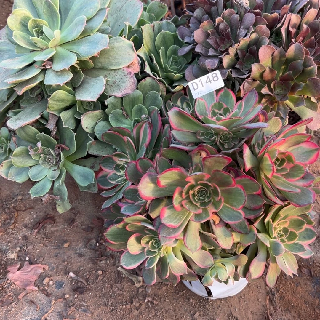 148三颗组合多肉植物法师