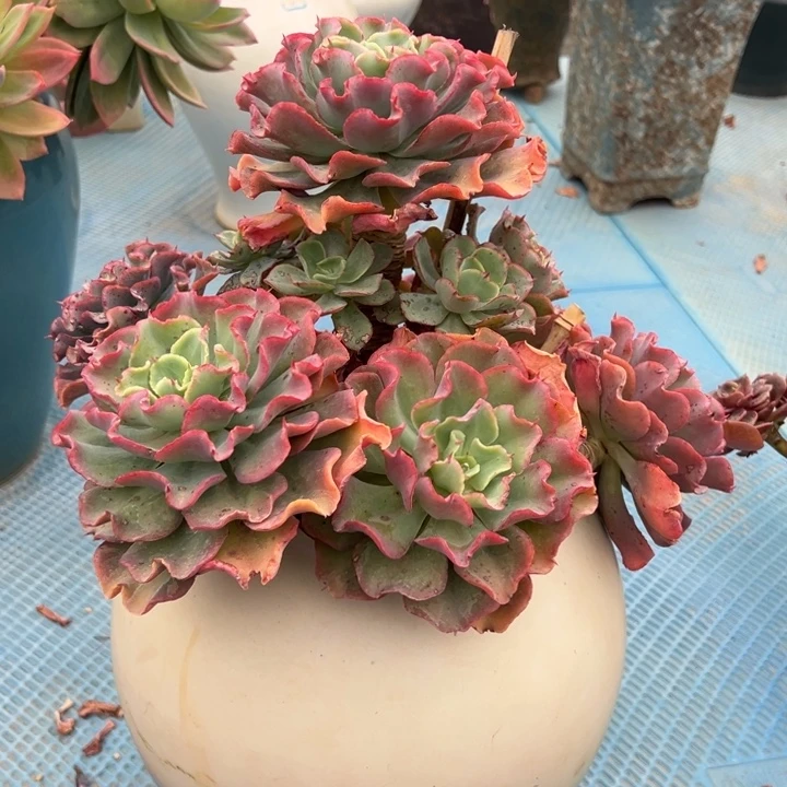 杂交包菜脱土发快递，叶片有斑点。