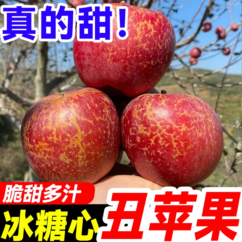 【9斤装昭通苹果】云南昭通冰糖心水果新鲜丑苹果红富士整箱包邮
