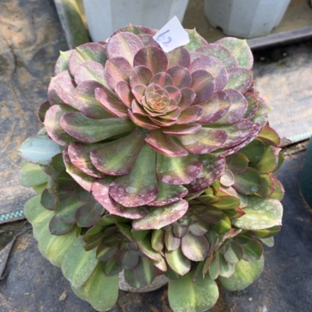 【闪购商品】62倾城中班多肉法师