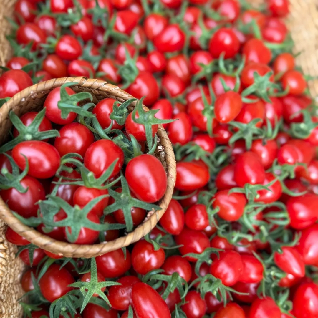 蜜思提拉小番茄，最甜小番茄约500g千禧圣女果云南省七台河市