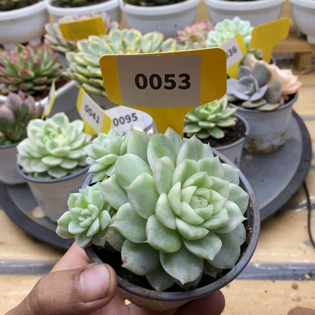 0053麦秆哈哈哈哈哈哈哈