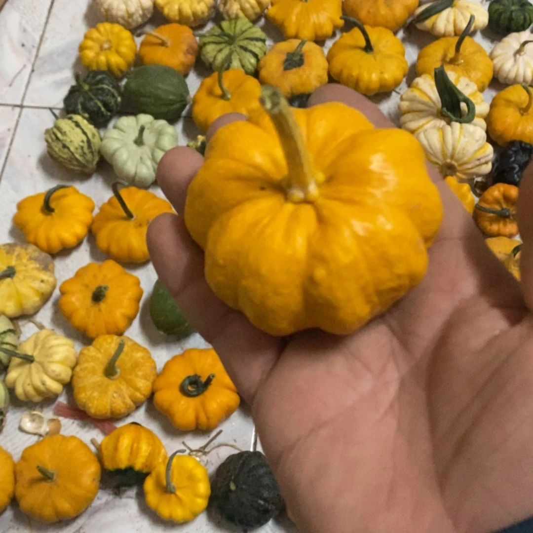 【闪购商品】喜****芦墨西哥七彩葫芦青皮葫芦