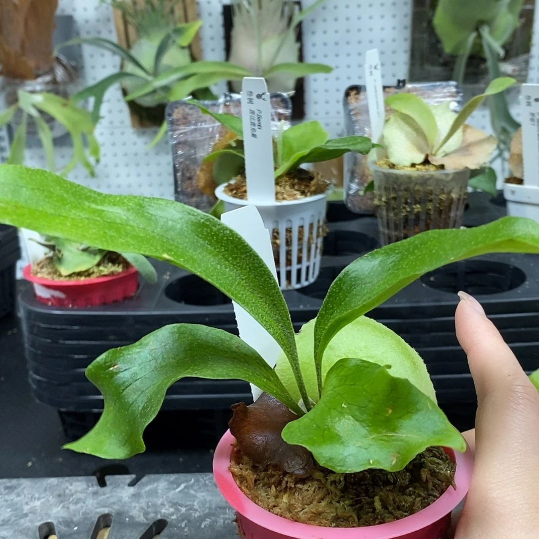 无花朵玛莎拉蒂鹿角蕨