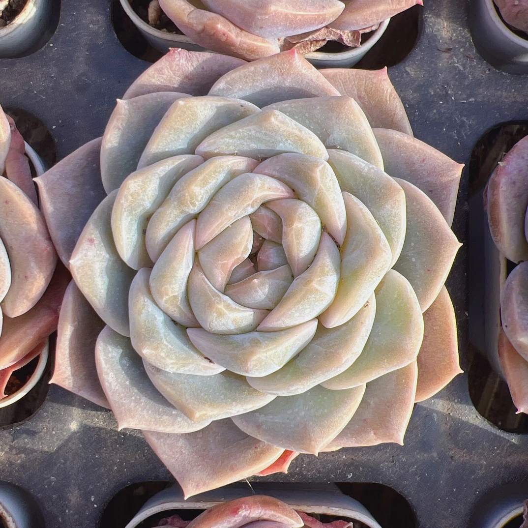 50#良辰单头-带盆土