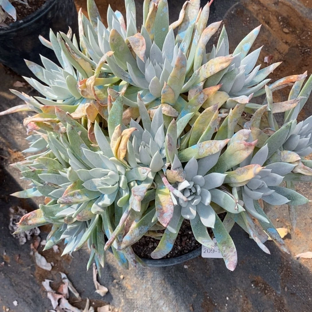 115号苹果叶大群粗腿