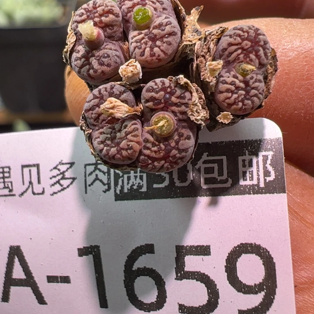 多肉植物11111111111111