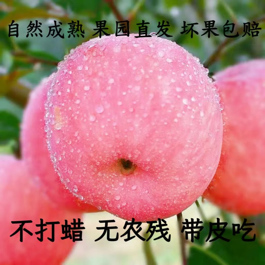 正宗陕西红富士苹果新鲜现摘香脆甜多汁源头产地直发当季应季包邮