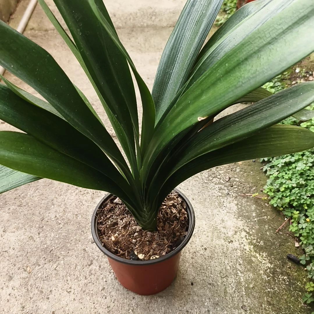 老***姐完全开放大空特惠苗两颗