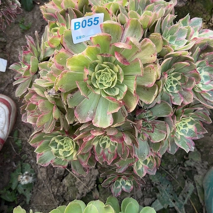 万花筒8-20-055偏远不包邮