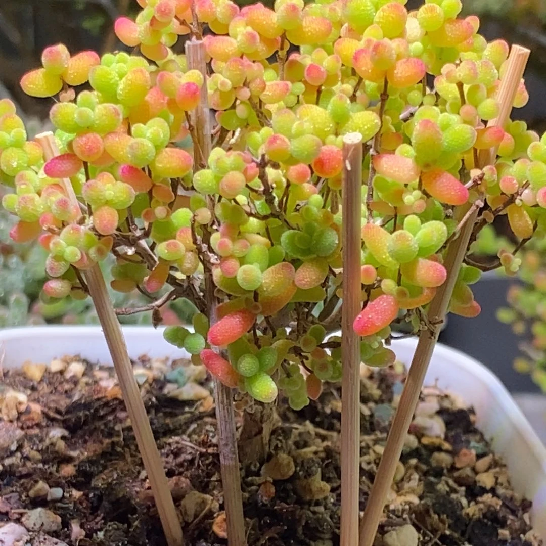 枝干番杏密橘188