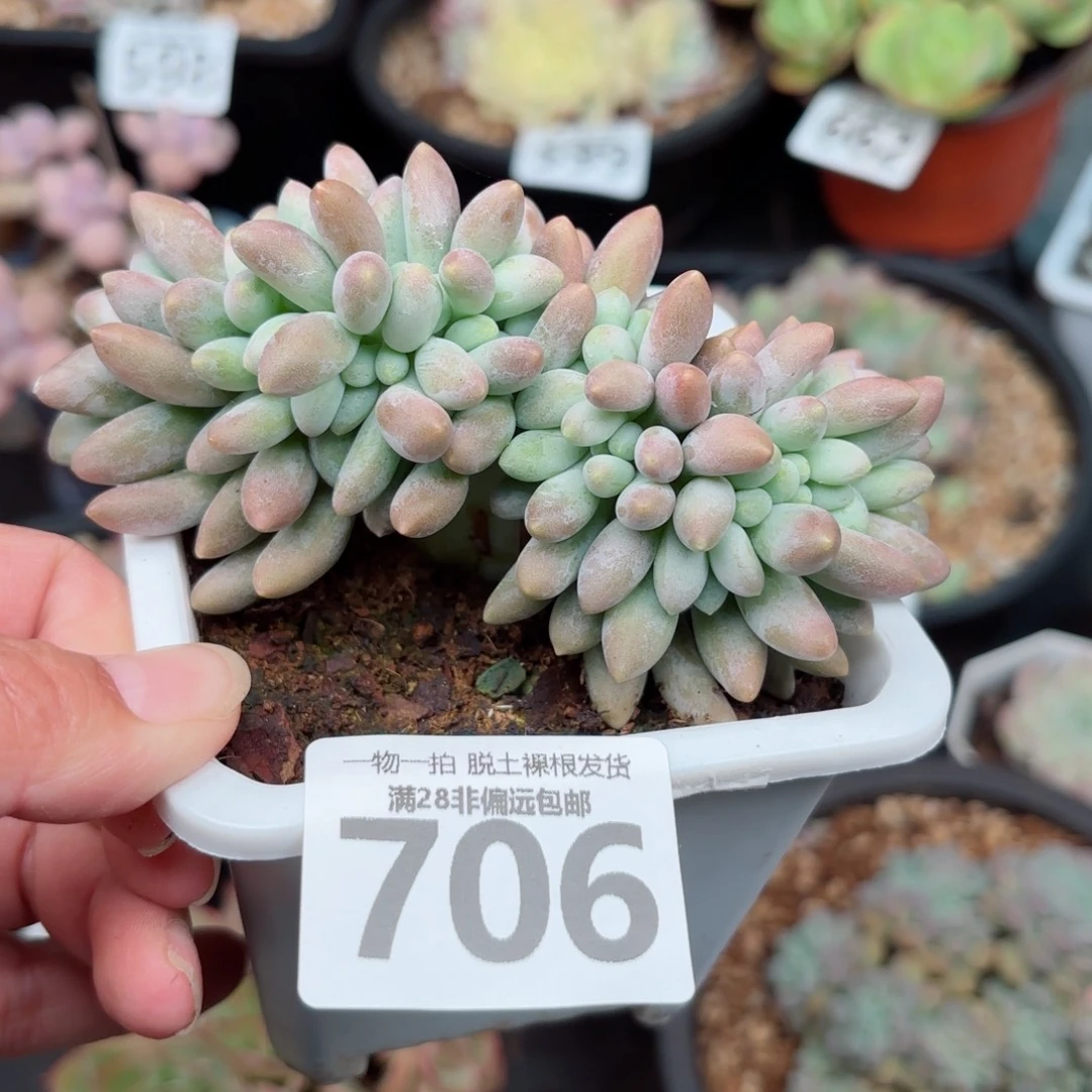 汤圆缀无盆土发货