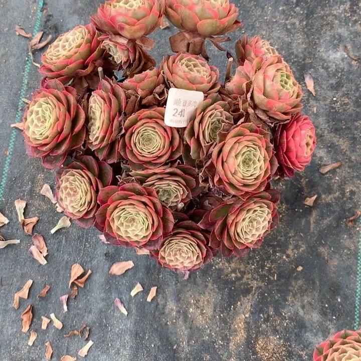 涟*.240粉花妖多肉植物特价不售后寄养