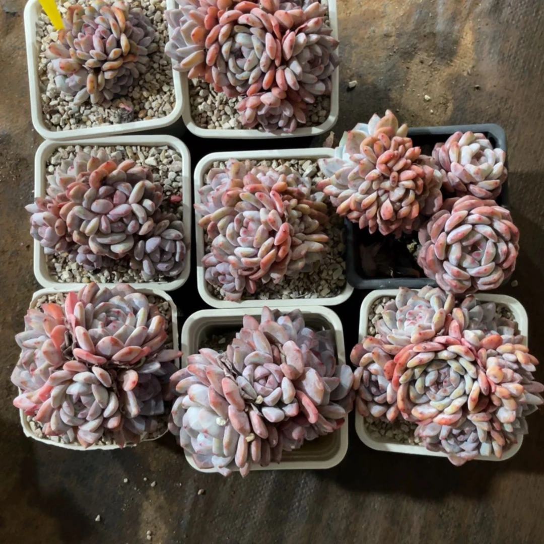 唯***e云尘多肉一物一拍1533