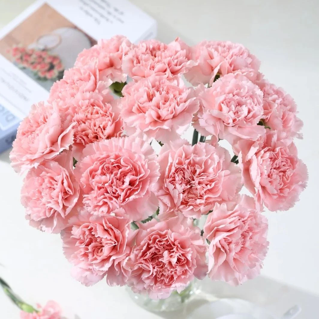 单头康-粉色1扎/20枝（50-60cm）康乃馨