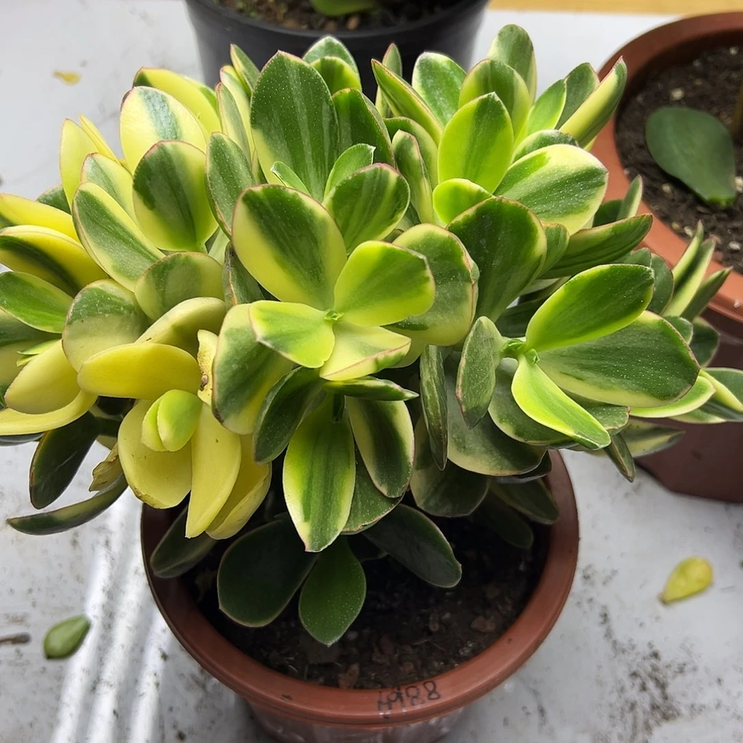 陈***娜稀有落日之艳带土球发货6988