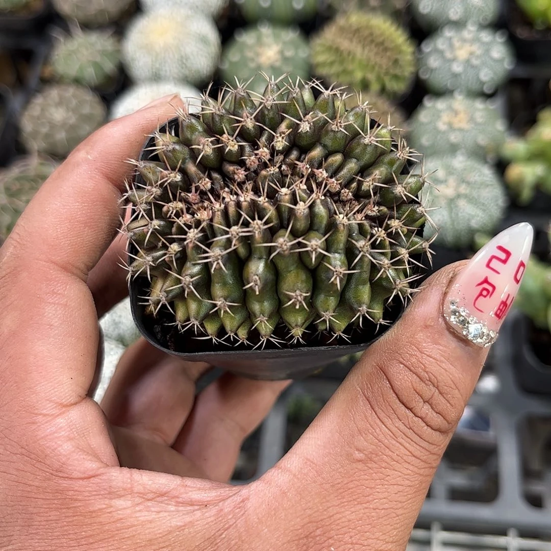 翠皇冠单头发货单头