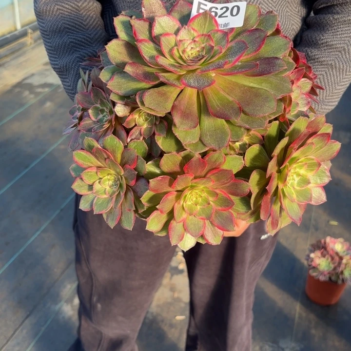 瑞妈，，，，，，620莲花座，