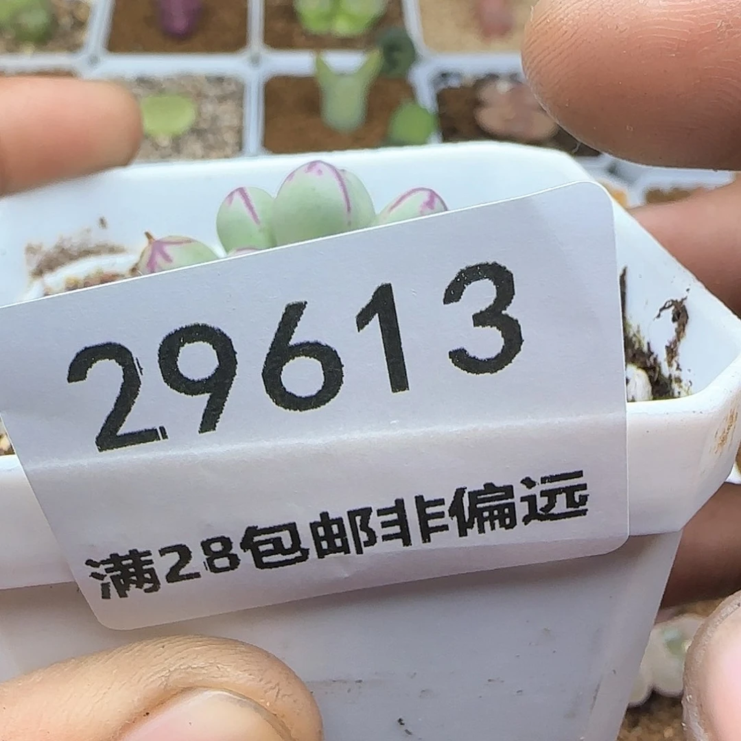 我***卡脱土28包邮29613