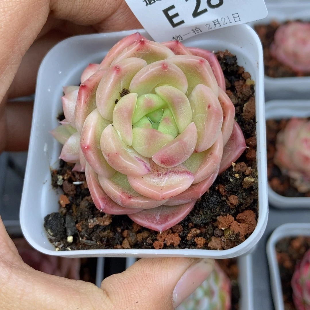 春泥家框拍链接E28