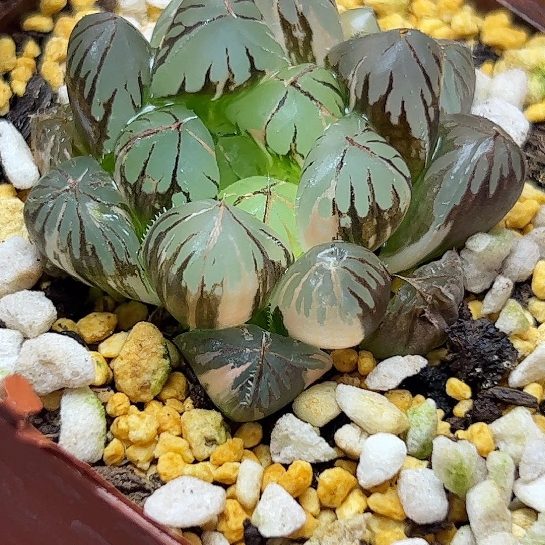 用***7水晶灯锦十二卷多肉