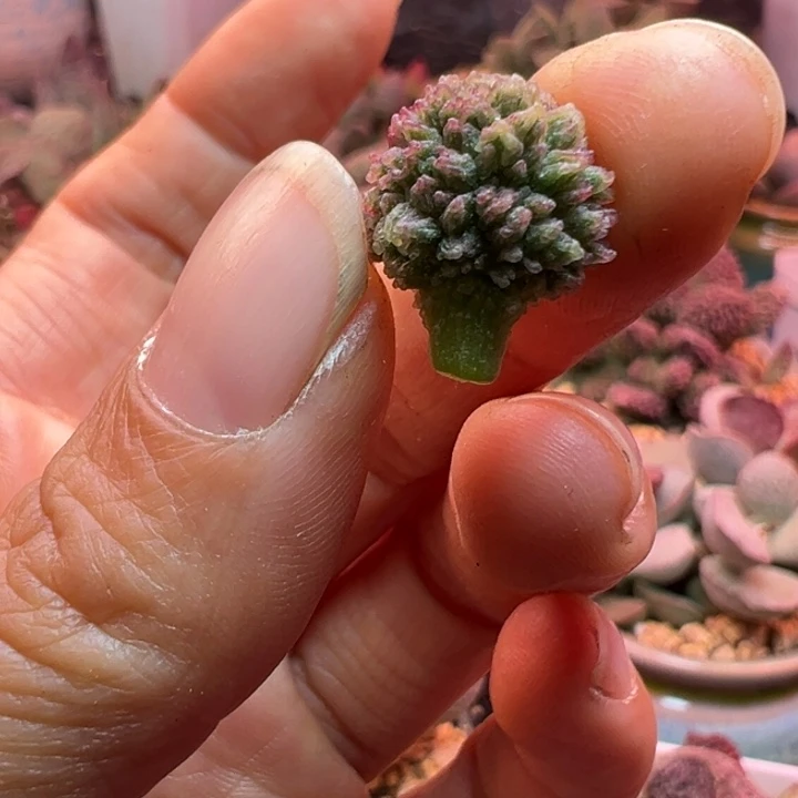 爆***珠海豹突击队员也太棒辣