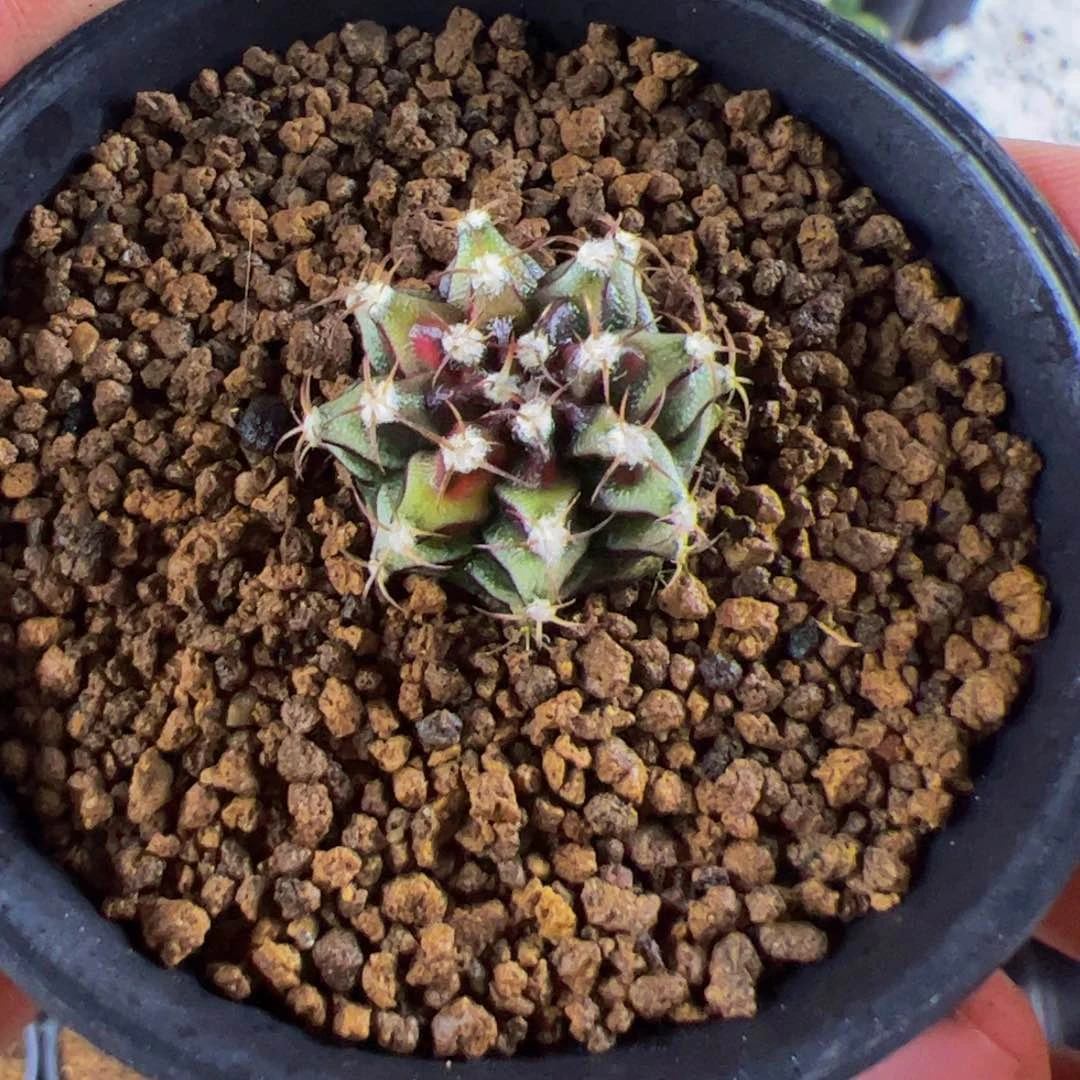 河****当前无花栽培后可以开花076