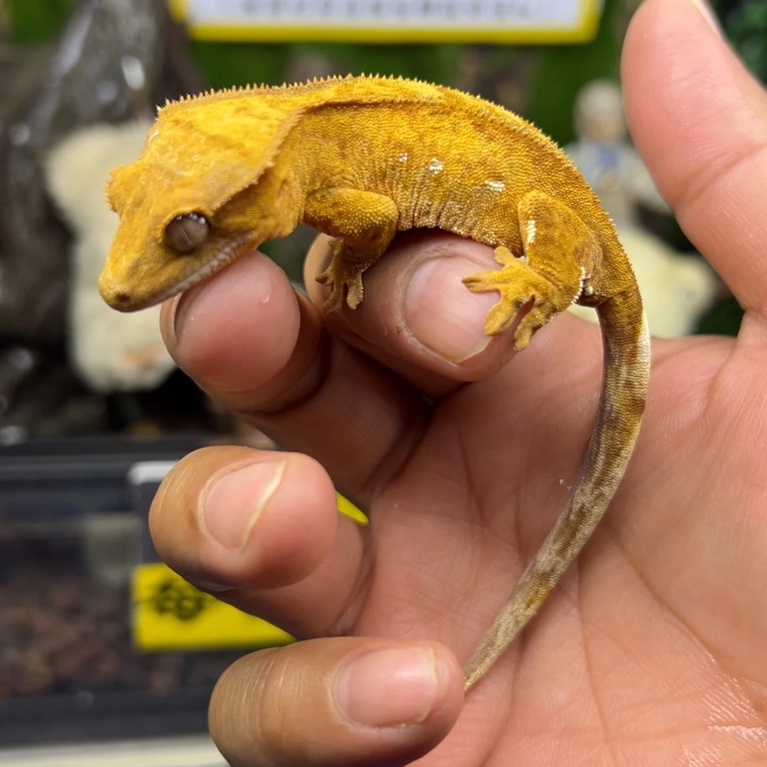 睫角守宫黄底双色波点