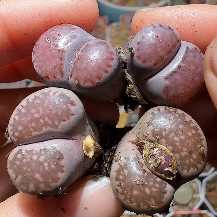 生石花112222。  360