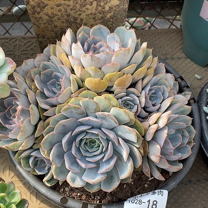 菲欧娜18 小七夕多肉