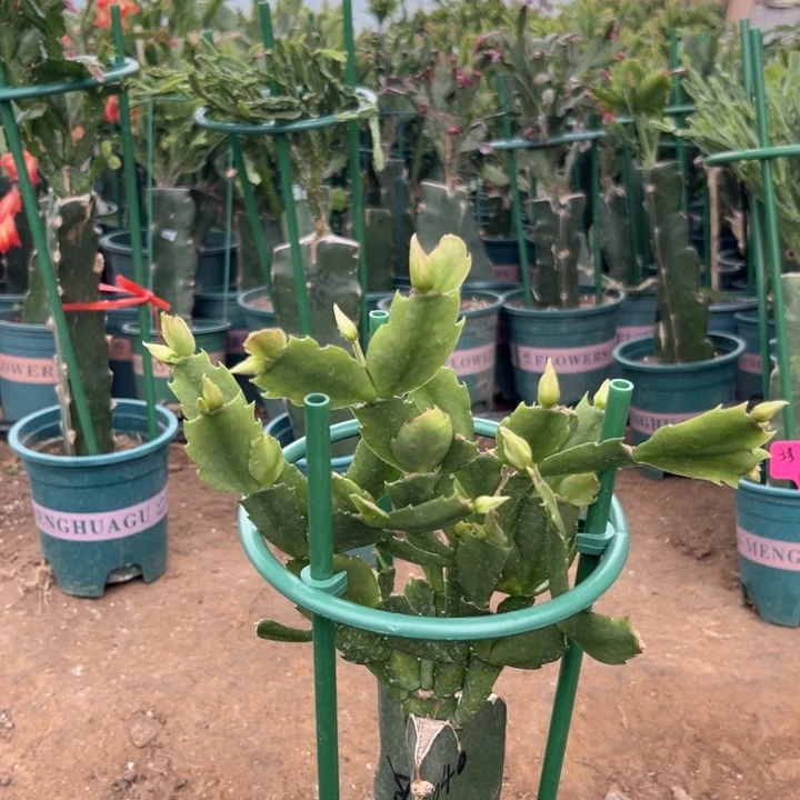 用***77号040粉00000000000