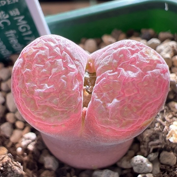 w718。优选青蛙5年流沙。 流量密码平替