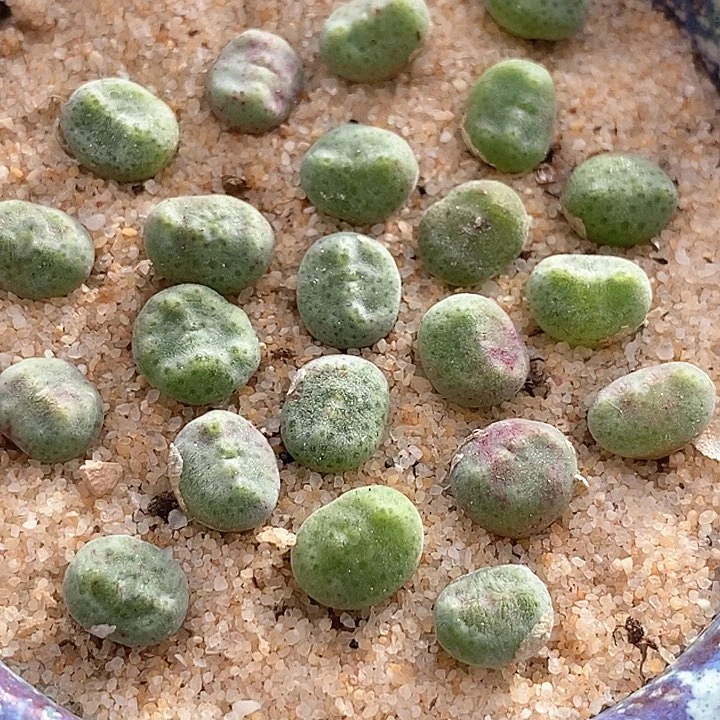 14530绿豆糕一颗