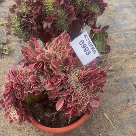 6993，粉女巫，玫瑰缀