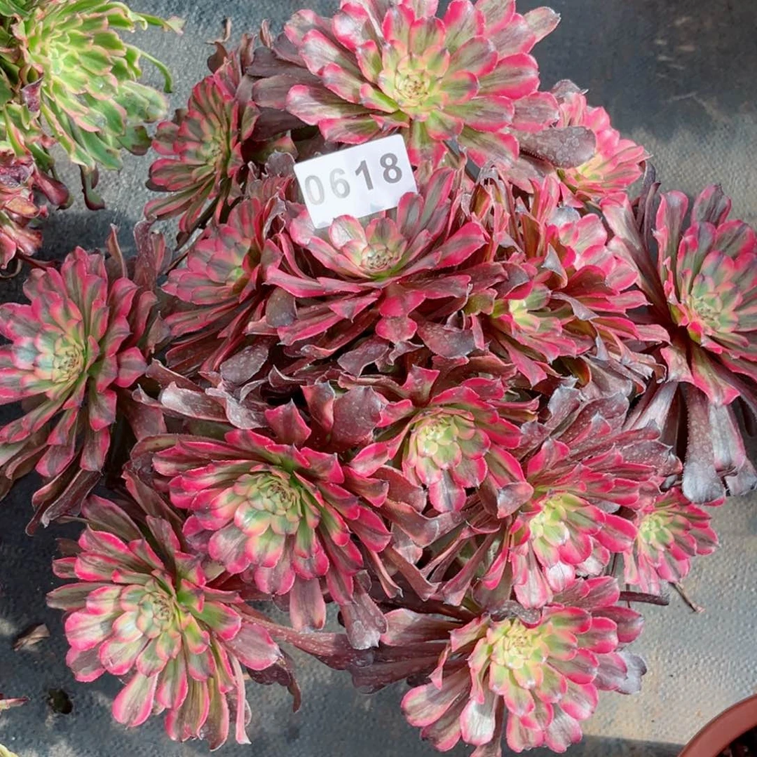 黄花梨大老庄特价发货