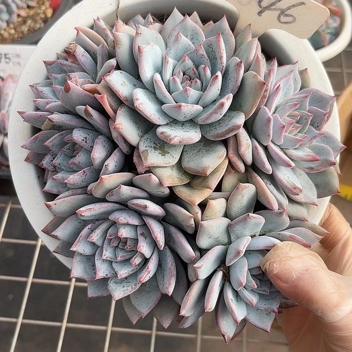 两单包邮，一物一拍46粉蓝龙