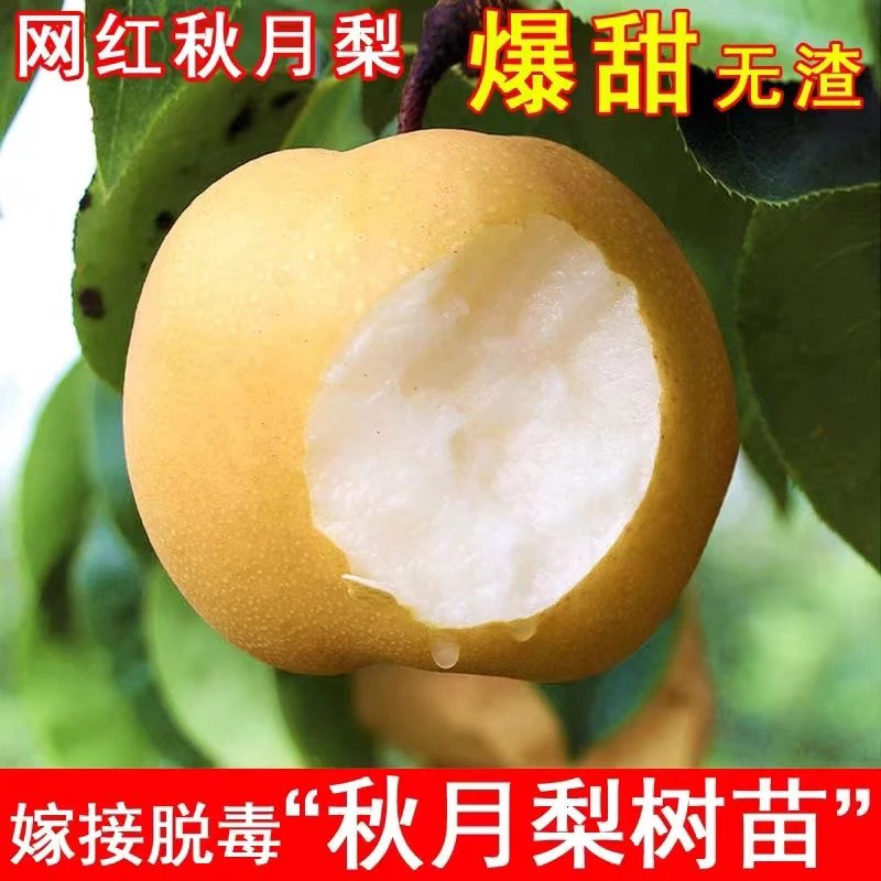 四季适宜花卉植物盆栽适合庭院室内种植